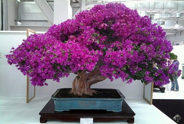 bonsai tree