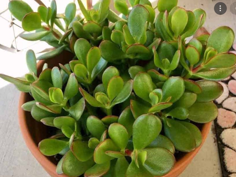 Crassula