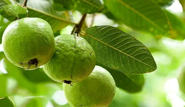 Guava