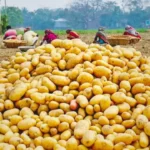 Potato-Price