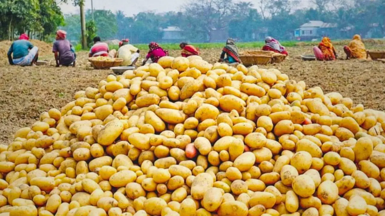 Potato-Price