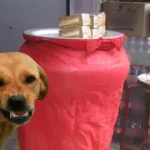 dog-biryani