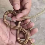 scale-count-snake