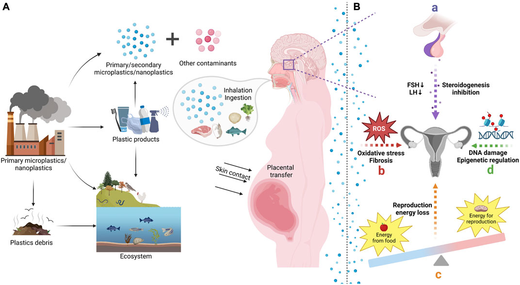Microplastics found in human ovary fluid for 1st time